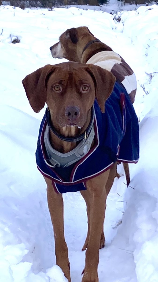 Pippa en Juma in de sneeuw