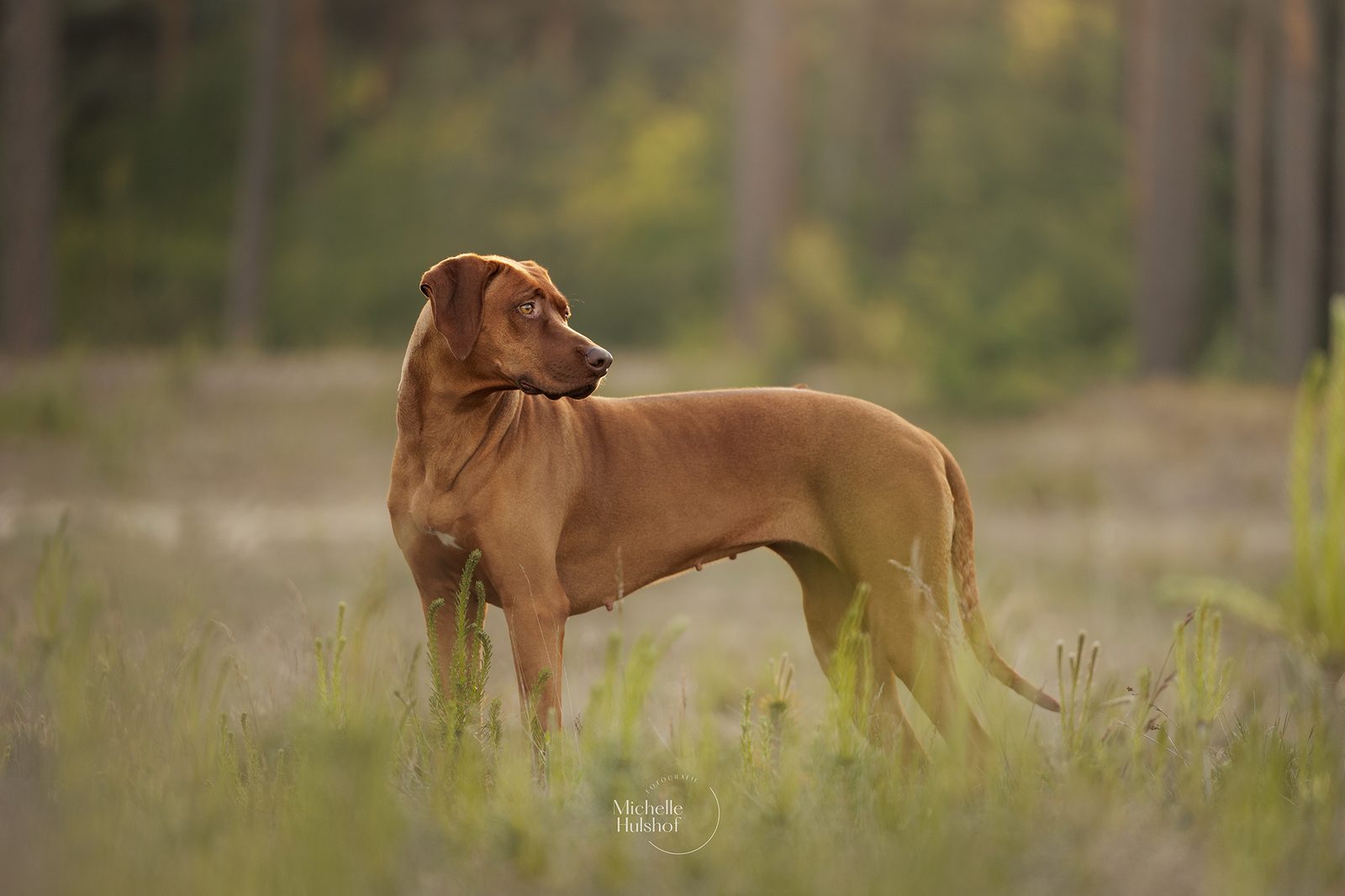 Pippa staand in de heide